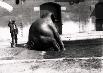Elefant beim Baden